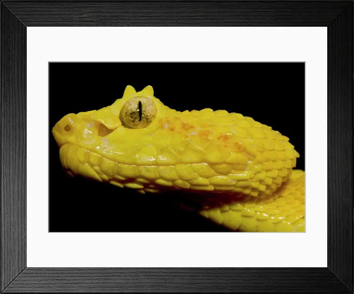Framed Print : Eyelash Palm Pit Viper