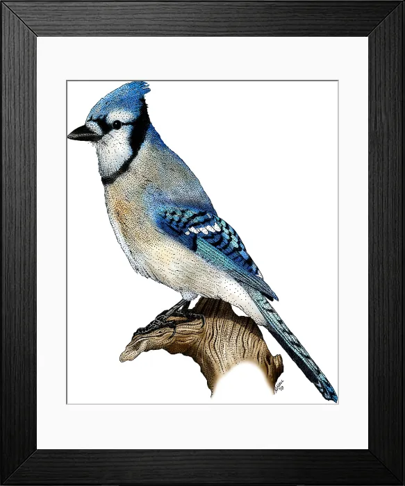 Framed Print : Blue Jay. Illustration of a Blue jay (Cyanocitta cristata) Framed Print : Blue Jay. Illustration of a Blue jay (Cyanocitta cristata)