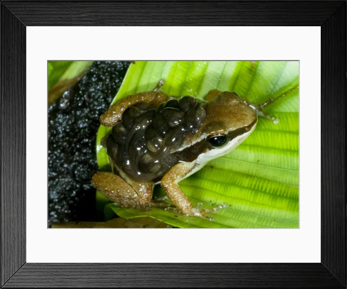 Framed Print : Pratt's Rocket Frog with young Framed Print : Pratt's Rocket Frog with young