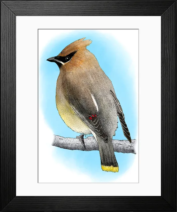 Framed Print : Cedar Waxwing Framed Print : Cedar Waxwing