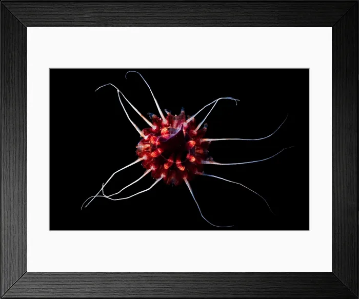 Framed Print : Mesopelagic Jellyfish Framed Print : Mesopelagic Jellyfish