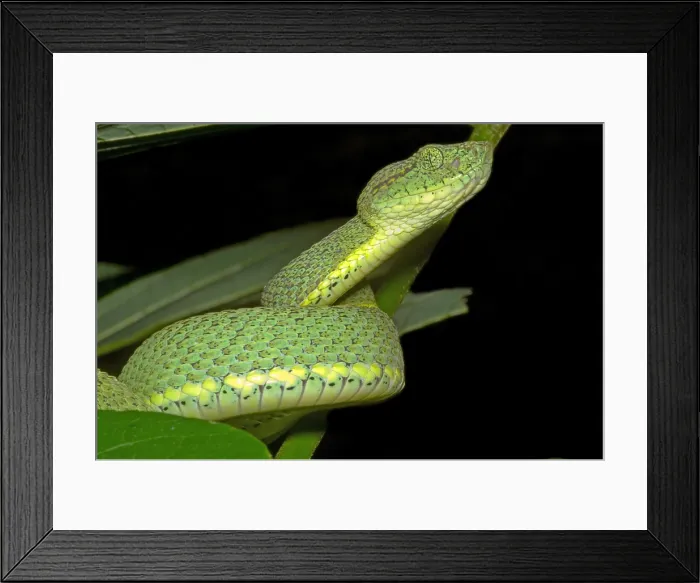 Framed Print : Two Striped Forest Pit Viper Framed Print : Two Striped Forest Pit Viper
