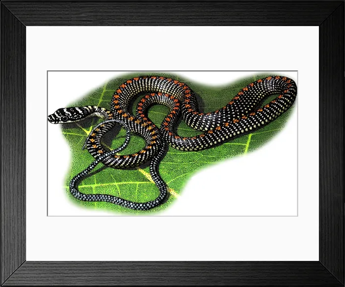 Framed Print : Paradise Tree Snake Framed Print : Paradise Tree Snake