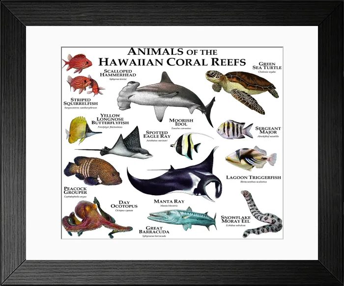 Framed Print : Animals of the Hawaiian Coral Reef Framed Print : Animals of the Hawaiian Coral Reef