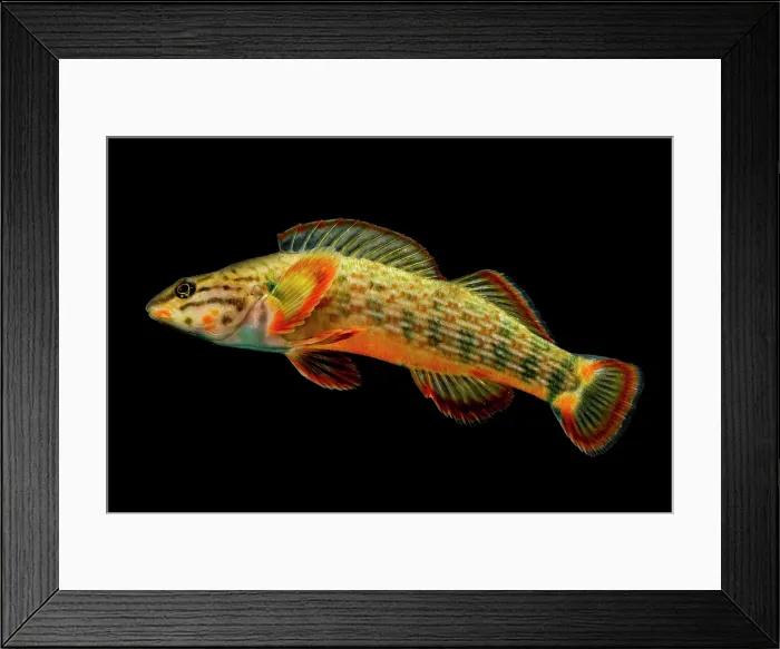 Framed Print : Redline Darter (Etheostoma rufilineatum) Framed Print : Redline Darter (Etheostoma rufilineatum)