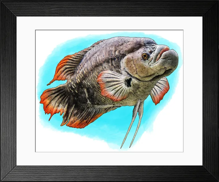 Framed Print : Red-tailed giant gourami
