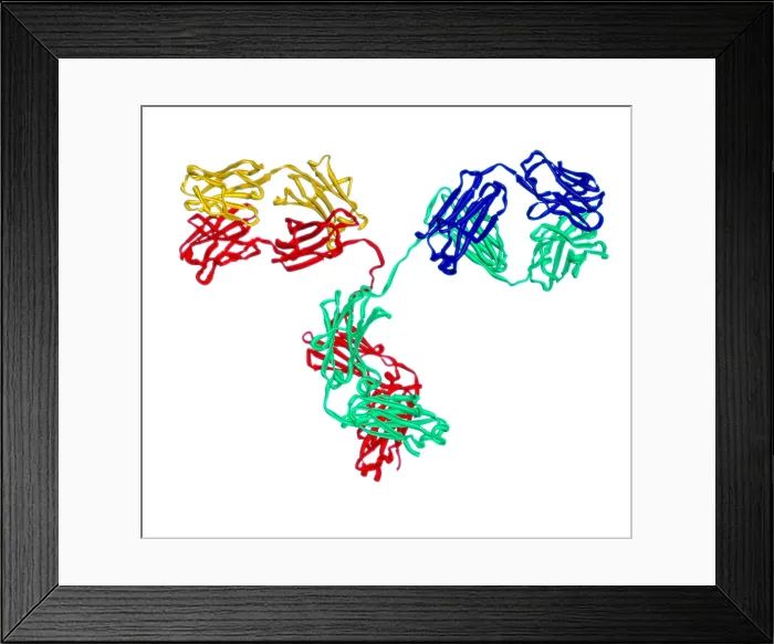 Framed Print : Antibody, Molecular Model