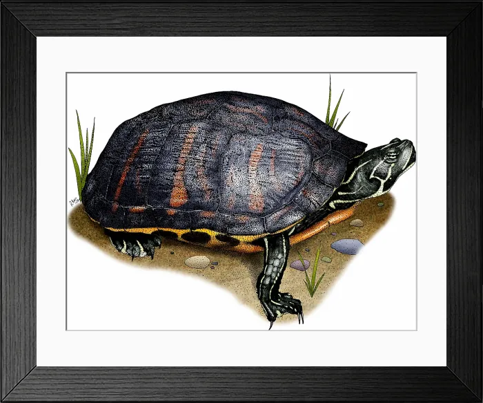 Framed Print : Florida red bellied turtle Framed Print : Florida red bellied turtle