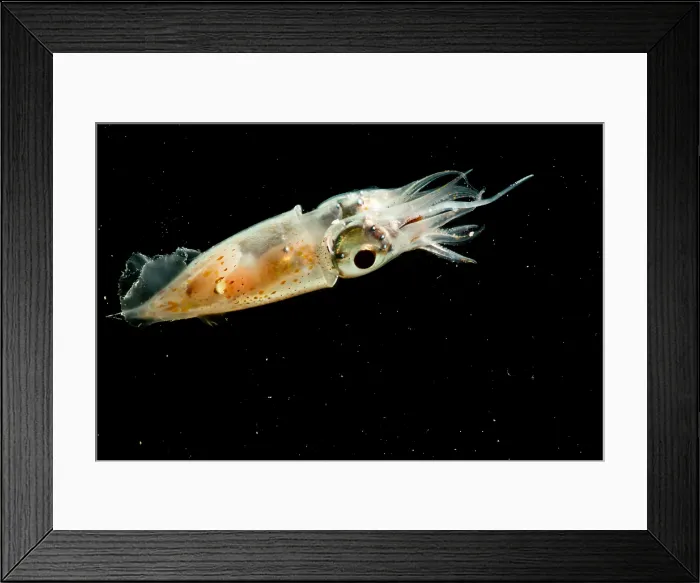 Framed Print : Pterygioteuthis squid Framed Print : Pterygioteuthis squid