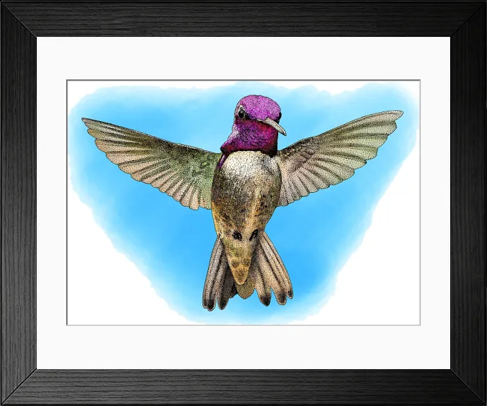 Framed Print : Costa's Hummingbird, Illustration