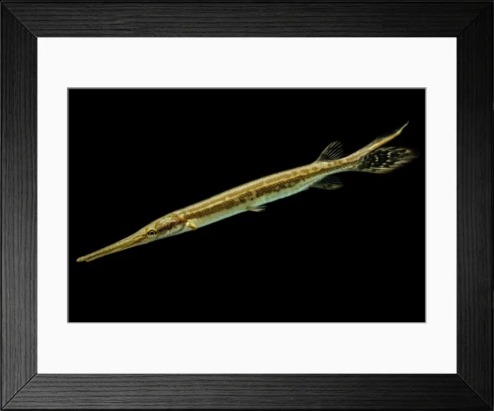 Framed Print : Juvenile Longnose Gar (Lepisosteus osseus) Framed Print : Juvenile Longnose Gar (Lepisosteus osseus)