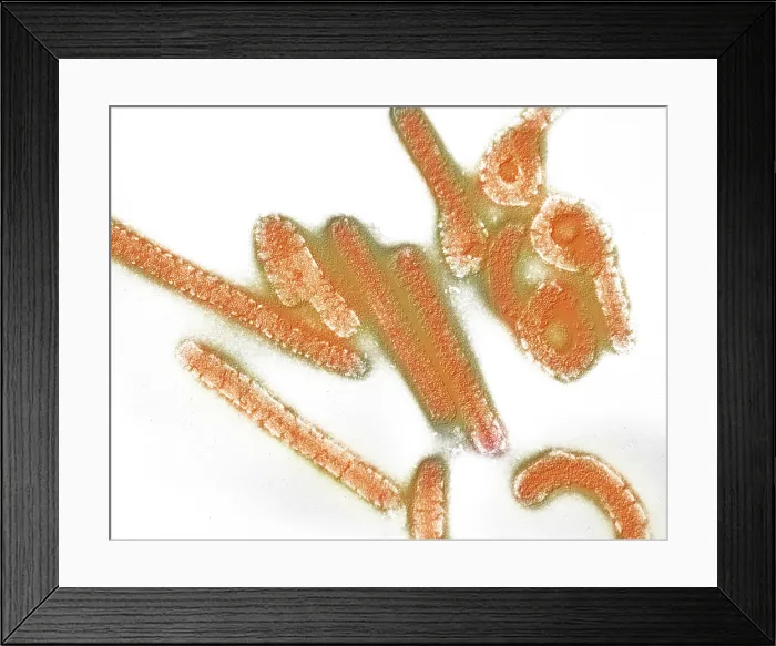 Framed Print : Marburg virus