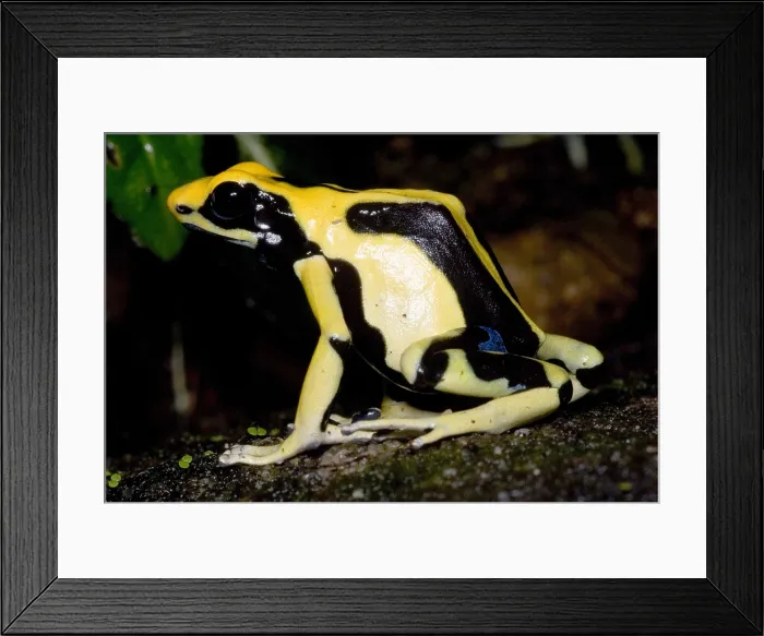 Framed Print : Dyeing Poison Frog Framed Print : Dyeing Poison Frog