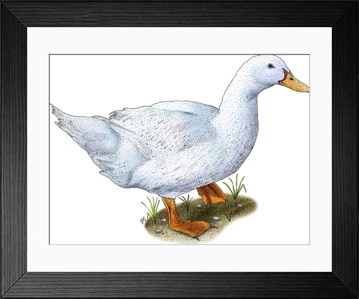 Framed Print : Domestic Duck Framed Print : Domestic Duck
