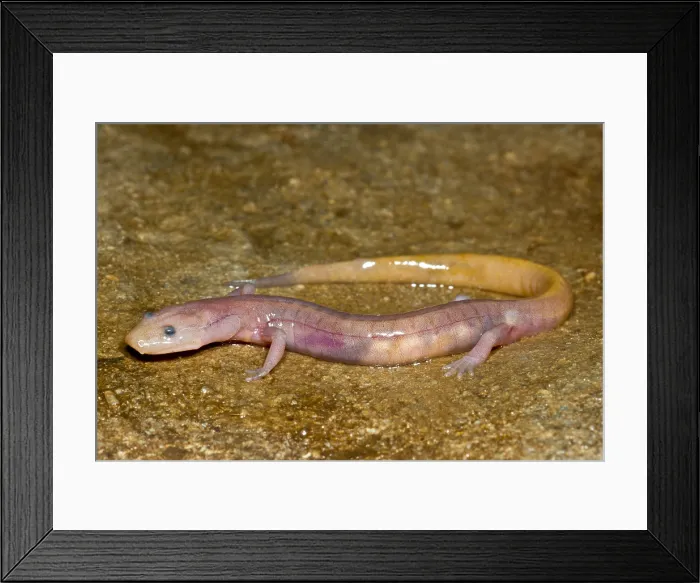Framed Print : Grotto Salamander