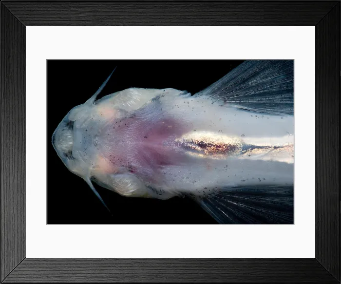Framed Print : Candiru Catfish Framed Print : Candiru Catfish