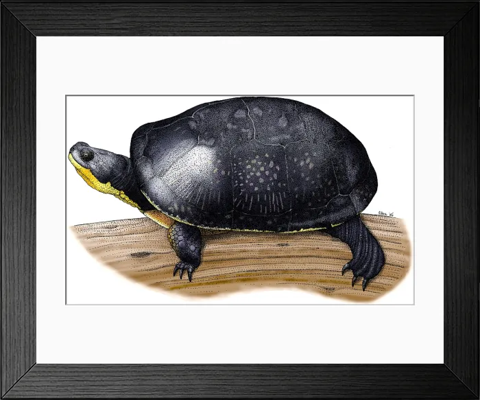 Framed Print : Blanding's Turtle Framed Print : Blanding's Turtle
