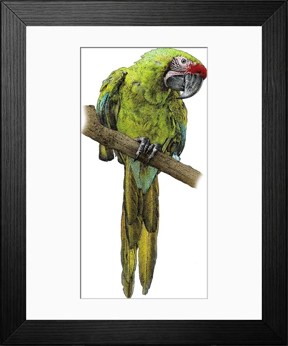 Framed Print : Military Macaw, Ara militaris, Illustration Framed Print : Military Macaw, Ara militaris, Illustration