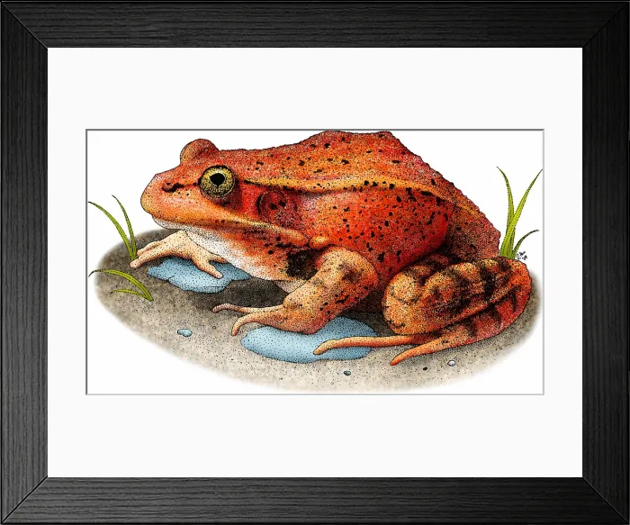 Framed Print : California Red-legged Frog