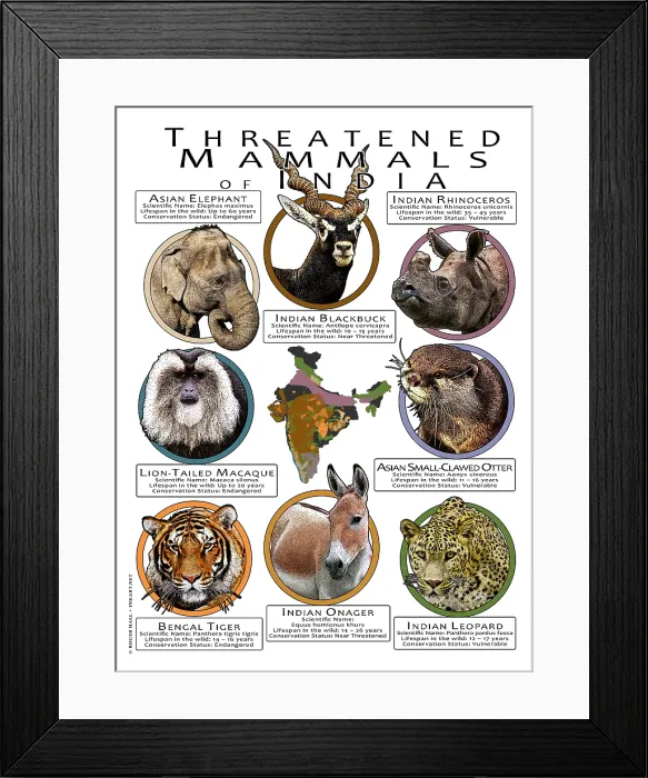 Framed Print : Threatened Mammals of India