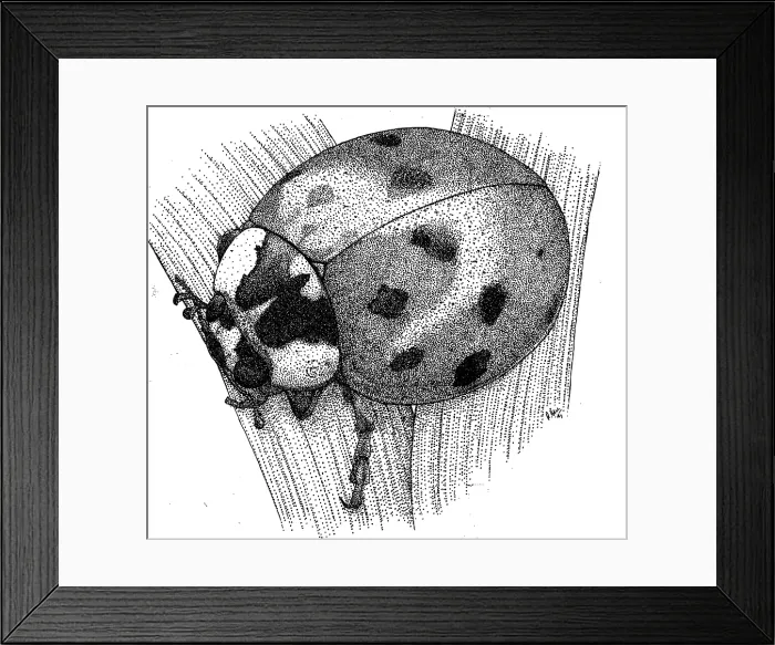 Framed Print : Ladybug Beetle Framed Print : Ladybug Beetle