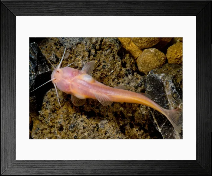 Framed Print : Chinese Blindcat (Xiurenbagrus dorsalis)