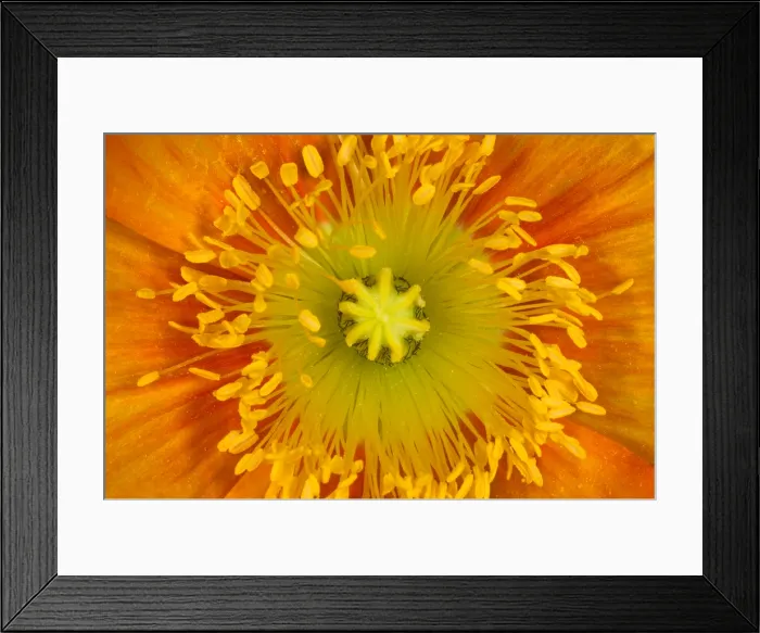 Framed Print : Iceland Poppy Framed Print : Iceland Poppy