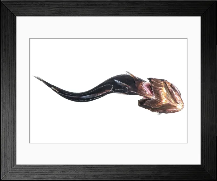 Framed Print : Deep-Sea Swallower Framed Print : Deep-Sea Swallower