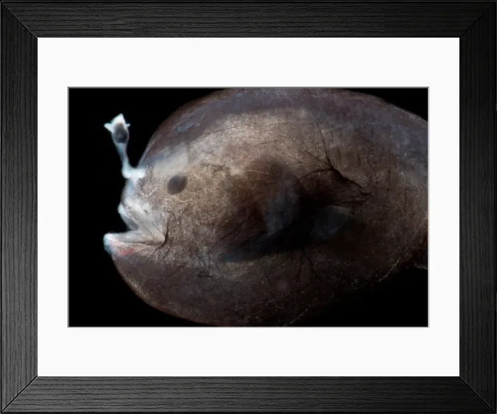 Framed Print : Dreamer, Oneirodidae Framed Print : Dreamer, Oneirodidae