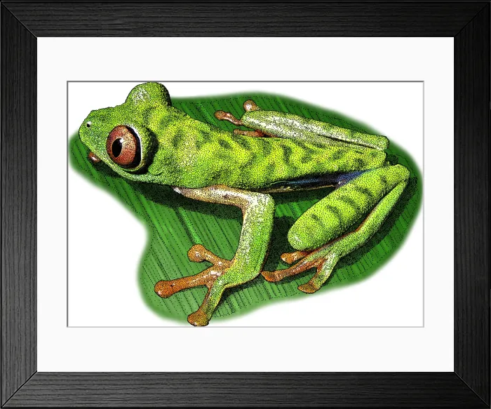 Framed Print : Parachuting Red Eyed Leaf Frog, Illustration Framed Print : Parachuting Red Eyed Leaf Frog, Illustration