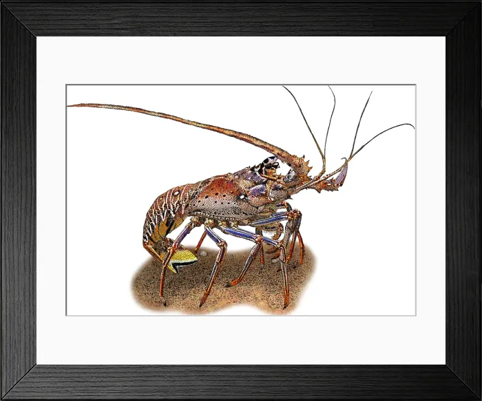 Framed Print : European Spiny Lobster, Illustration Framed Print : European Spiny Lobster, Illustration