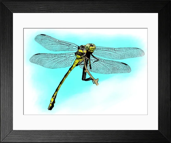 Framed Print : Black Clubtail Dragonfly