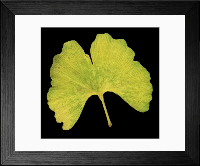 Framed Print : Ginkgo Leaf Framed Print : Ginkgo Leaf