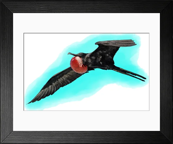 Framed Print : Magnificent Frigatebird, Illustration Framed Print : Magnificent Frigatebird, Illustration