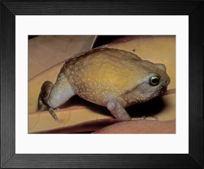 Framed Print : Rain Frog. The Rain Frog or Ghost Frog (Breviceps mossambicus) Framed Print : Rain Frog. The Rain Frog or Ghost Frog (Breviceps mossambicus)