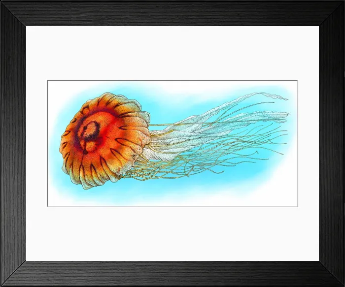 Framed Print : Japanese sea nettle Framed Print : Japanese sea nettle