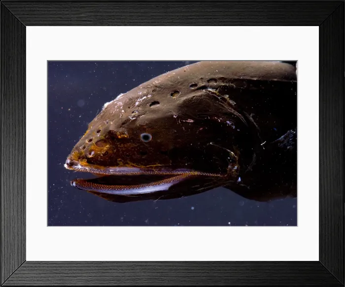 Framed Print : Whalefish. Gyrinomimus simplex, a whalefish, is a mesopelagic deeper water Framed Print : Whalefish. Gyrinomimus simplex, a whalefish, is a mesopelagic deeper water