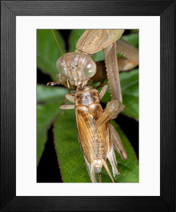 Framed Print : Chinese Mantid Eating a Cricket Framed Print : Chinese Mantid Eating a Cricket