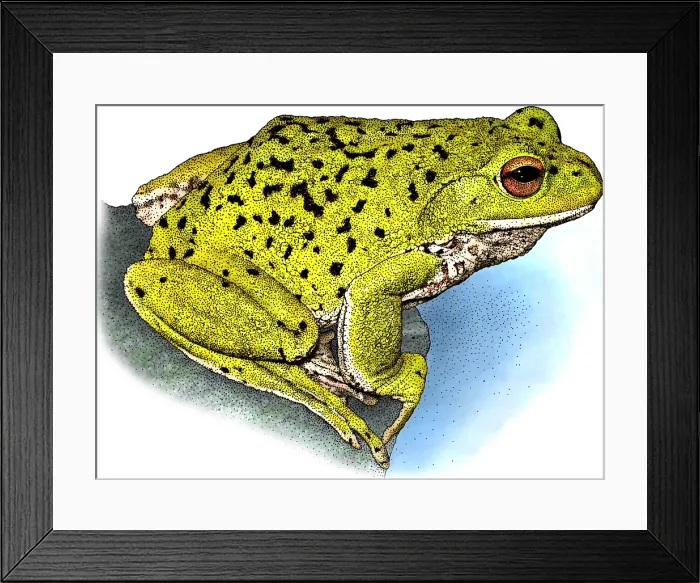 Framed Print : Forest Green Tree Frog Framed Print : Forest Green Tree Frog