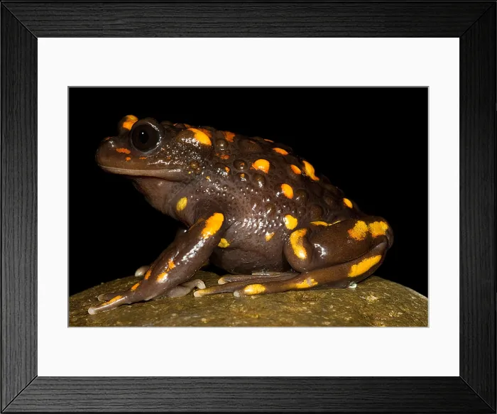 Framed Print : Chilean mountains false toad Framed Print : Chilean mountains false toad