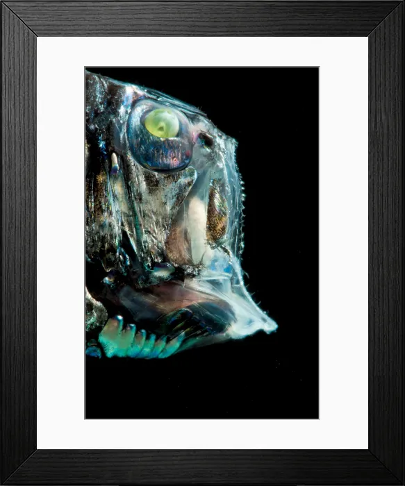 Framed Print : Pacific Hatchetfish (Argyropelecus affinis) Framed Print : Pacific Hatchetfish (Argyropelecus affinis)