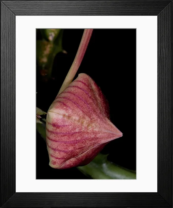 Framed Print : Stapelia Bud Framed Print : Stapelia Bud
