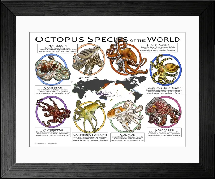 Framed Print : Octopus Species of the World Framed Print : Octopus Species of the World