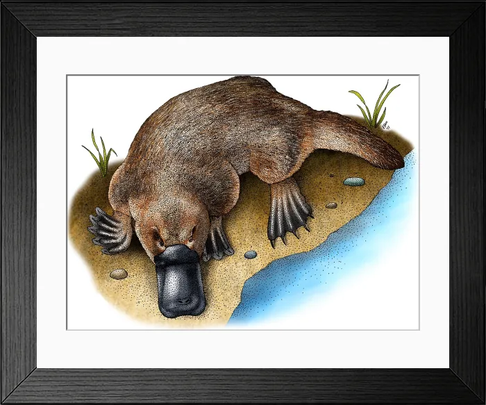 Framed Print : Duck-billed Platypus