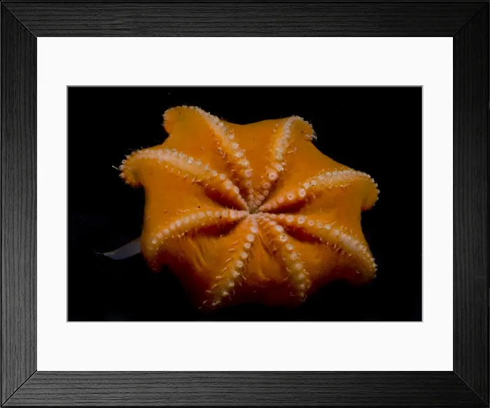 Framed Print : Flapjack Octopus Framed Print : Flapjack Octopus
