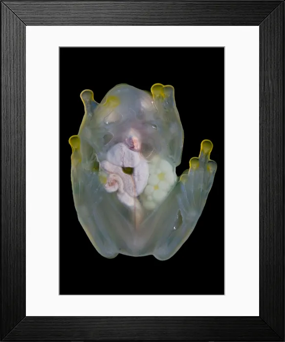 Framed Print : Reticulated Glass Frog Framed Print : Reticulated Glass Frog