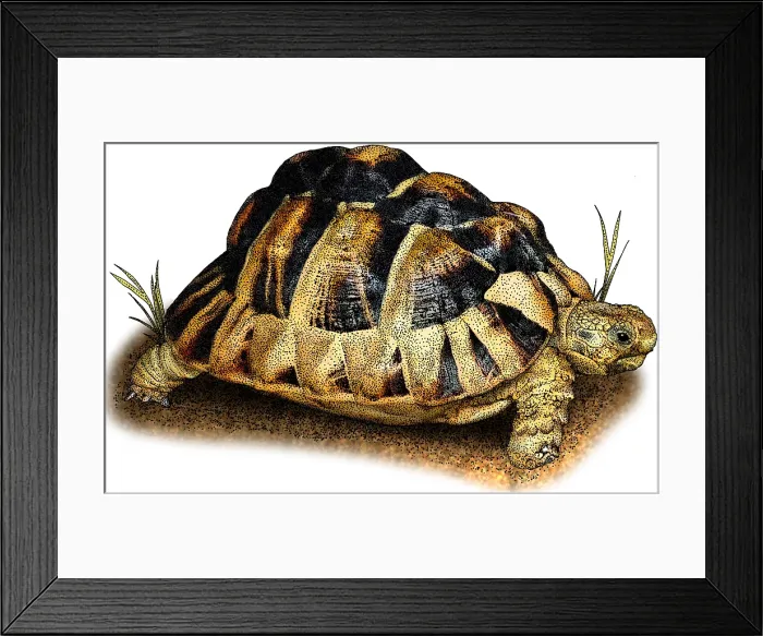 Framed Print : Egyptian tortoise Framed Print : Egyptian tortoise