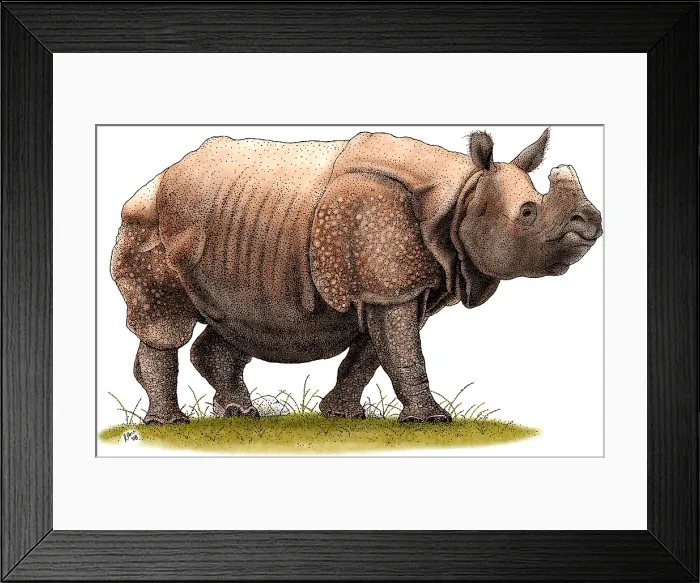 Framed Print : Indian Rhinoceros Framed Print : Indian Rhinoceros