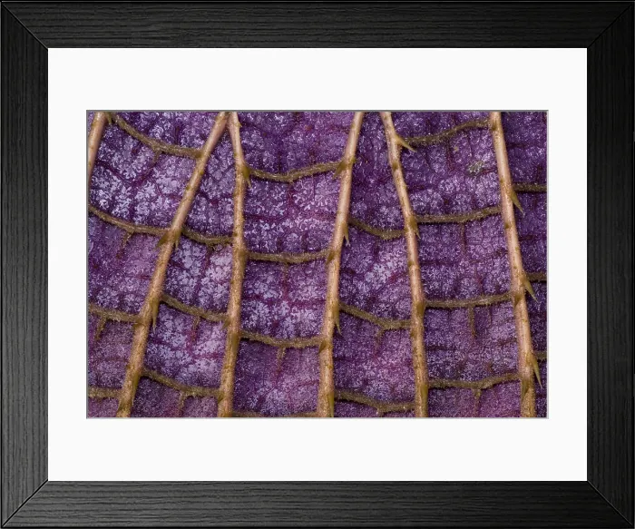 Framed Print : Queen Victoria Lily Framed Print : Queen Victoria Lily