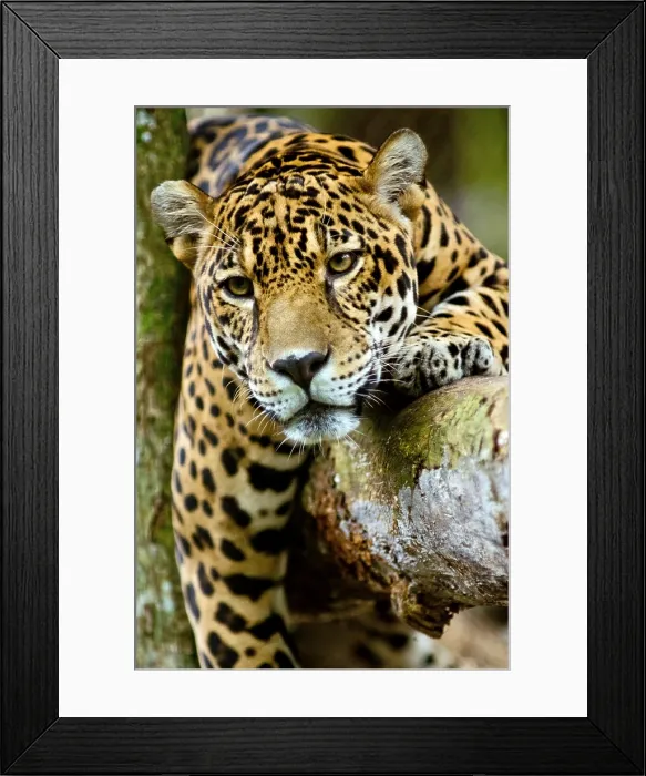 Framed Print : Jaguar. This Jaguar, Panthera onca, was photographed at a conservation Framed Print : Jaguar. This Jaguar, Panthera onca, was photographed at a conservation